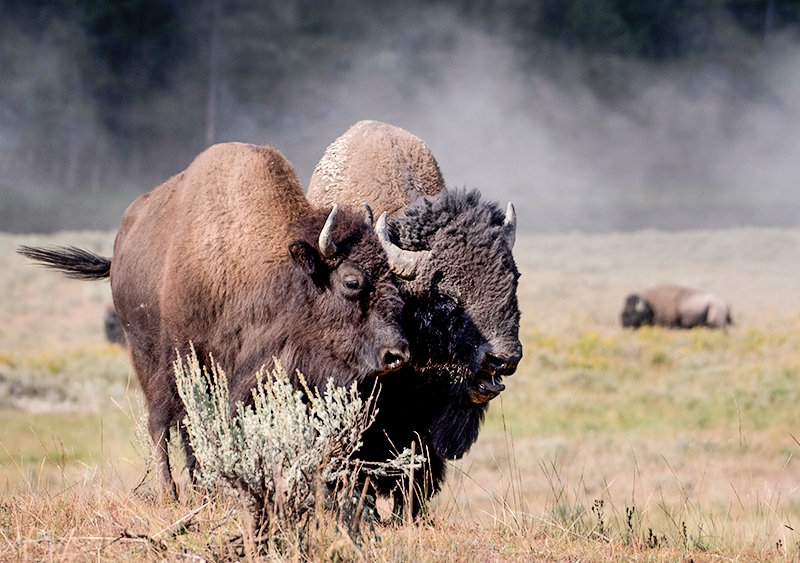 Study shows Yellowstone bison have positive effects on the landscape |  Powell Tribune