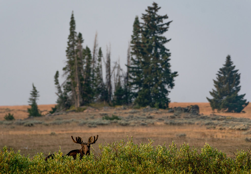 Bighorn forest officials still unsure about summer camping ...