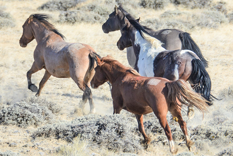 Nearly 2,000 wild horses rounded up in southwest Wyoming | Powell Tribune