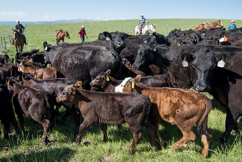 Cash cow: In a struggling industry, ranchers seek ways to be profitable |  Powell Tribune