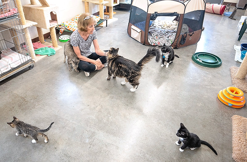 Animal shelters flooded with unwanted cats | Powell Tribune
