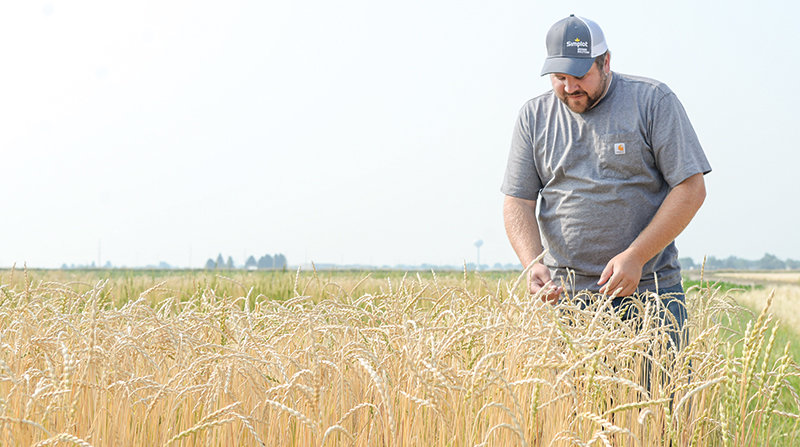 Sam George, farm manager, stands in a field of spelt at the Powell Research and Extension Center. The research into the ancient grains isn't showing the crop requires lower inputs in the Big Horn Basin's soils, as was expected.