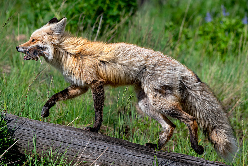 The perfect fox | Powell Tribune