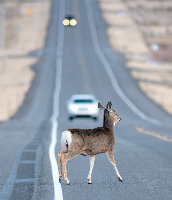 Vehicle accidents involving wildlife trending up | Powell Tribune